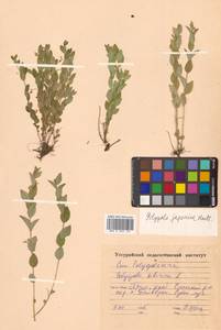 Истод японский Houtt., Сибирь, Дальний Восток (S6) (Россия)