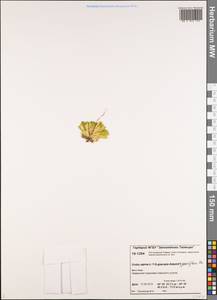 Крупка редкоцветковая R. Br., Сибирь, Центральная Сибирь (S3) (Россия)