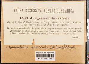 Sphenolobus saxicola (Schrad.) Steph., Гербарий мохообразных, Мхи - Западная Европа (BEu) (Чехия)