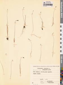 Триостренник болотный L., Сибирь, Чукотка и Камчатка (S7) (Россия)