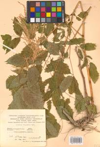 Волжанка двудомная (Walter) Fernald, Восточная Европа, Западно-Украинский район (E13) (Украина)