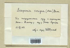 Scapania irrigua (Nees) Nees, Гербарий мохообразных, Мхи - Москва и Московская область (B6a) (Россия)