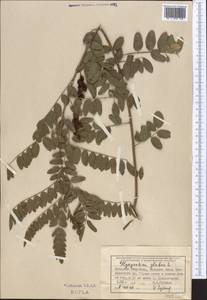 Солодка голая L., Средняя Азия и Казахстан, Западный Тянь-Шань и Каратау (M3) (Узбекистан)