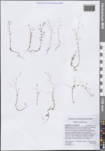 Подмаренник парижский L., Западная Европа (EUR) (Испания)