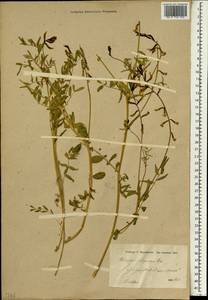 Astragalus siliquosus, Зарубежная Азия (ASIA) (Иран)