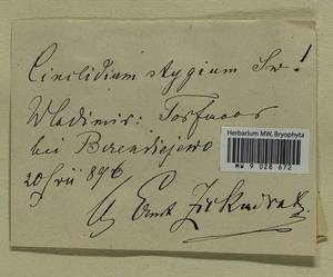 Cinclidium stygium Sw., Гербарий мохообразных, Мхи - Центральное Нечерноземье (B6) (Россия)