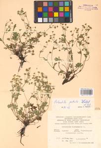 Лапчатка оттопырено-пушистая, Лапчатка поникшая Waldst. & Kit., Восточная Европа, Центральный лесостепной район (E6) (Россия)