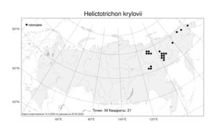 Helictotrichon krylovii, Овсец Крылова (Pavlov) Henrard, Атлас флоры России (FLORUS) (Россия)