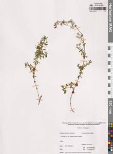 Подмаренник мягкий L., Восточная Европа, Восточный район (E10) (Россия)