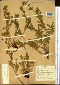 Лапчатка пижмолистная Willd. ex D. F. K. Schltdl., Сибирь, Дальний Восток (S6) (Россия)