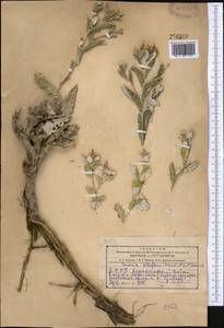 Кузиния белоцветковая (Bornm. & Sint.) Bornm., Средняя Азия и Казахстан, Копетдаг, Бадхыз, Малый и Большой Балхан (M1) (Туркмения)