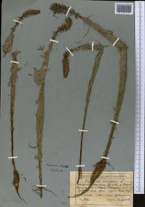 Хвостник обыкновенный, Водяная сосенка L., Средняя Азия и Казахстан, Северный и Центральный Тянь-Шань (M4) (Киргизия)