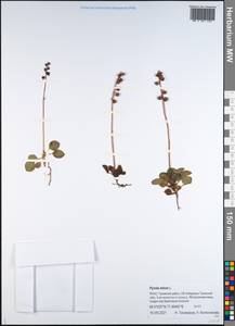 Грушанка малая L., Сибирь, Западная Сибирь (S1) (Россия)