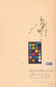 Odontarrhena tortuosa subsp. tortuosa, Восточная Европа, Восточный район (E10) (Россия)