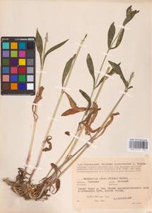 Дрема белая (Mill.) Greuter & Burdet, Восточная Европа, Центральный район (E4) (Россия)