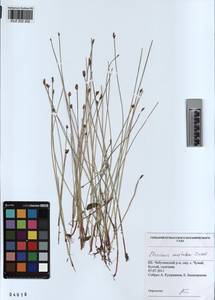 KUZ 002 202, Eleocharis fennica var. sareptana (Zinserl.) Zinserl., Сибирь, Алтай и Саяны (S2) (Россия)
