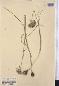 Allium litvinovii Drobow ex Vved., Средняя Азия и Казахстан, Памир и Памиро-Алай (M2) (Киргизия)