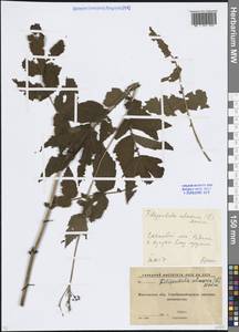 Таволга вязолистная (L.) Maxim., Восточная Европа, Московская область и Москва (E4a) (Россия)
