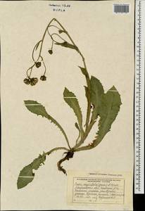 Crepis pyrenaica (L.) Greuter, Восточная Европа, Западно-Украинский район (E13) (Украина)