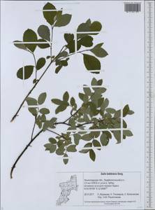 Ива Бебба, Ива Бэбба Sarg., Восточная Европа, Северо-Западный район (E2) (Россия)