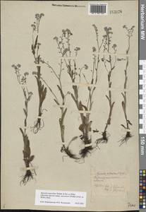 Myosotis alpestris subsp. suaveolens (Waldst. & Kit. ex Willd.) Strid, Восточная Европа, Центральный лесостепной район (E6) (Россия)