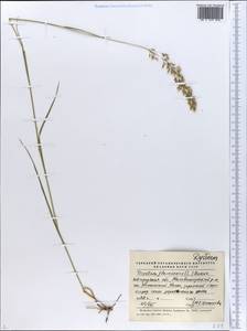 Трищетинник желтоватый (L.) P.Beauv., Восточная Европа, Северо-Западный район (E2) (Россия)