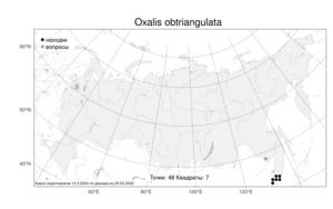 Oxalis obtriangulata, Кислица обратнотреугольная Maxim., Атлас флоры России (FLORUS) (Россия)