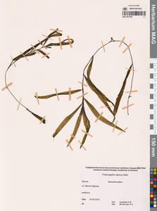 Рдест альпийский Balb., Сибирь, Якутия (S5) (Россия)