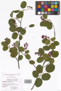 Amelanchier × spicata (Lam.) K.Koch, Восточная Европа, Центральный район (E4) (Россия)