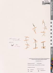 Пузырчатка малая L., Сибирь, Чукотка и Камчатка (S7) (Россия)