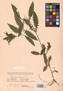 MHA 0 157 795, Зюзник европейский L., Восточная Европа, Западный район (E3) (Россия)