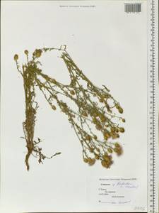 Centaurea stoebe subsp. stoebe, Сибирь, Западная Сибирь (S1) (Россия)