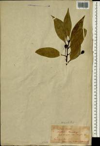 Machilus thunbergii Sieb. & Zucc., Зарубежная Азия (ASIA) (Япония)