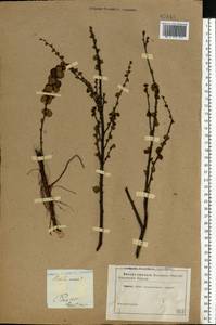 Березка карликовая L., Восточная Европа, Северо-Западный район (E2) (Россия)