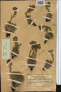 Arnebia cana (Tzvelev) Czerep., Средняя Азия и Казахстан, Памир и Памиро-Алай (M2) (Киргизия)