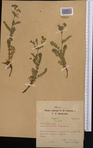 Лапчатка вильчатая (L.) Kurtto & T. Erikss., Средняя Азия и Казахстан, Северный и Центральный Казахстан (M10) (Казахстан)