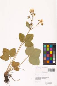 Земляника мускусная Duchesne, Восточная Европа, Центральный лесостепной район (E6) (Россия)