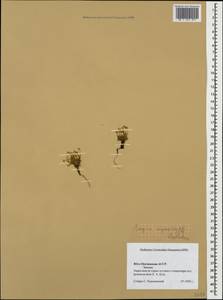 Мшанка моховидная (L.) Karst., Кавказ, Южная Осетия (K4b) (Южная Осетия)