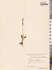 Скрученник китайский (Pers.) Ames, Сибирь, Чукотка и Камчатка (S7) (Россия)