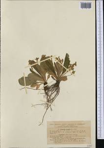 Primula vulgaris subsp. vulgaris, Западная Европа (EUR) (Румыния)