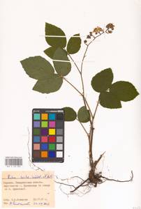 Ежевика щетинистая Waldst. & Kit., Восточная Европа, Западно-Украинский район (E13) (Украина)