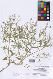 Nepeta ucranica subsp. parviflora (M.Bieb.) M.Masclans, Восточная Европа, Восточный район (E10) (Россия)