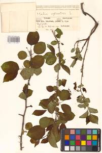 Яблоня лесная Mill., Восточная Европа, Средневолжский район (E8) (Россия)