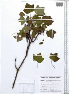 Ribes spicatum subsp. lapponicum Hyl., Сибирь, Центральная Сибирь (S3) (Россия)