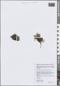 Adenonema cherleriae (Fisch. ex Ser.) M.T.Sharples & E.A.Tripp, Сибирь, Прибайкалье и Забайкалье (S4) (Россия)