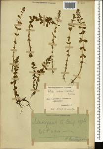 Ротала индийская (Willd.) Koehne, Кавказ, Азербайджан (K6) (Азербайджан)