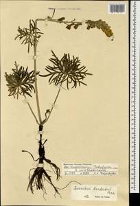 Борец бородатый Patrin ex Pers., Монголия (MONG) (Монголия)