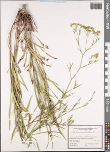 Володушка серповидная L., Восточная Европа, Центральный лесостепной район (E6) (Россия)