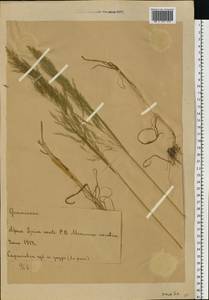 Метлица обыкновенная (L.) P.Beauv., Восточная Европа, Нижневолжский район (E9) (Россия)