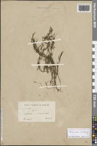 Занникеллия болотная L., Зарубежная Азия (ASIA) (Иран)